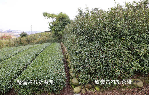 放棄茶畑